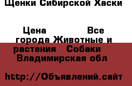 Щенки Сибирской Хаски › Цена ­ 20 000 - Все города Животные и растения » Собаки   . Владимирская обл.